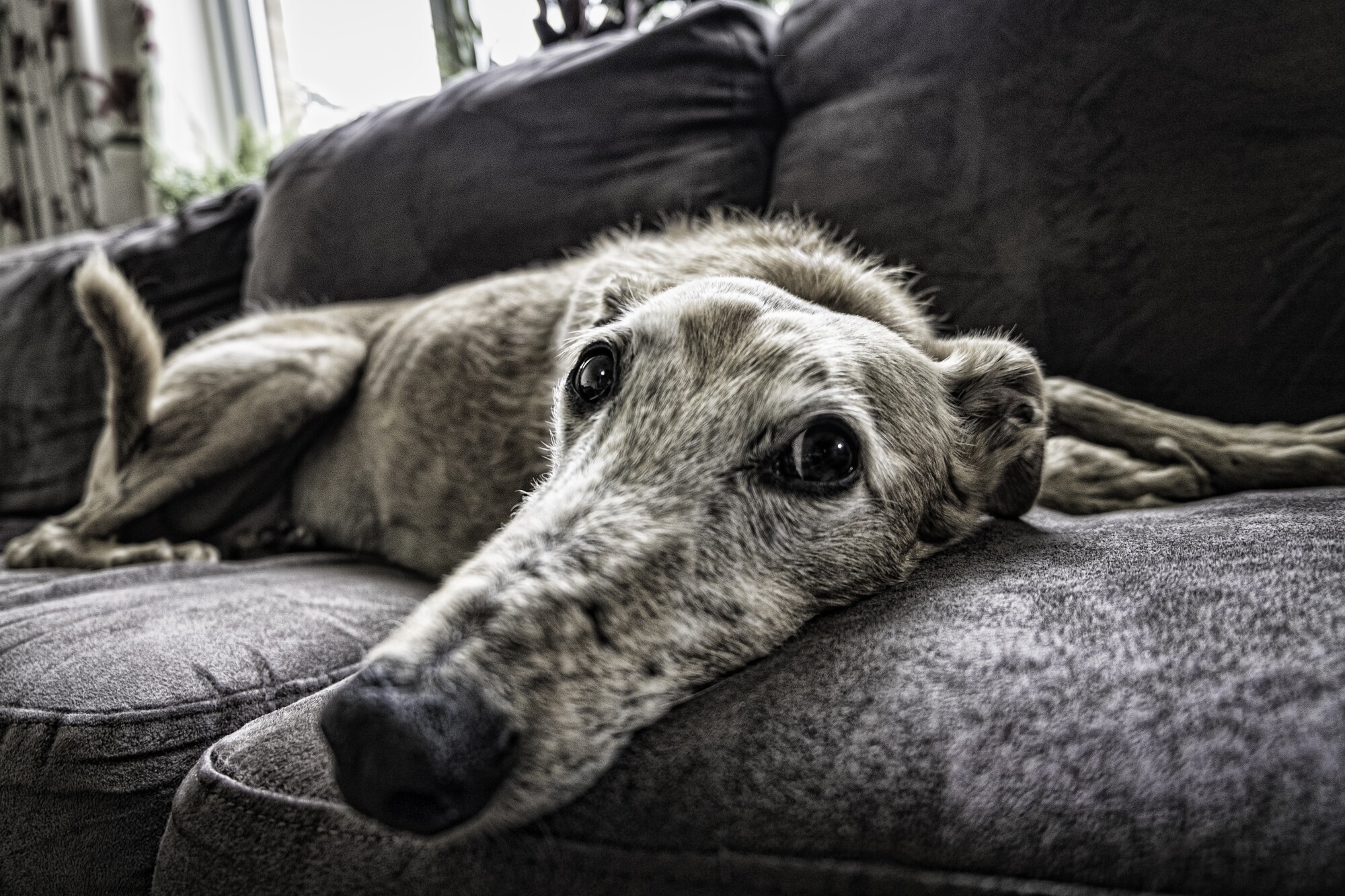 The Pros and Cons of Allowing Tenants With Pets in Your Rental Property
